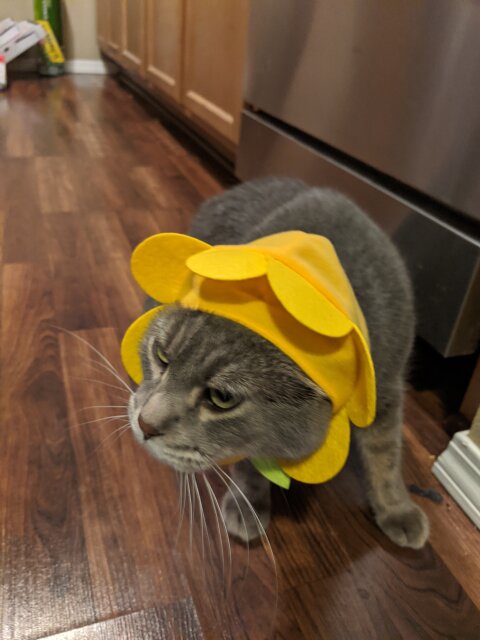 He does *NOT* like hats though