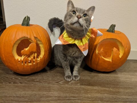 Spoopy kitty